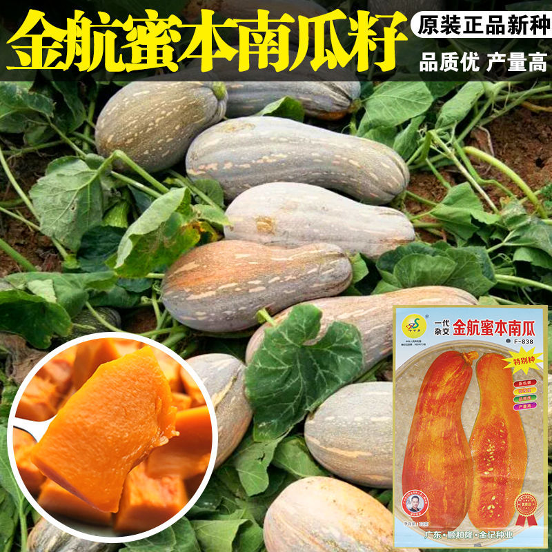金航蜜本南瓜种子甜粉面蜜本甜南瓜早熟糯香高产耐贮运四季种籽