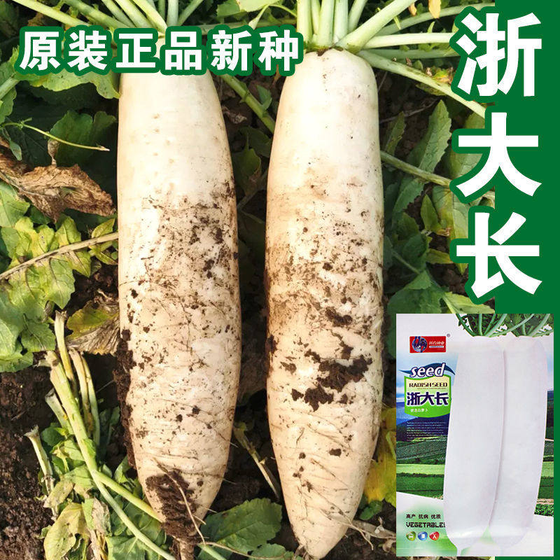 浙大长萝卜种子大白萝卜种籽春秋季四季播农家不空心蔬菜种孑菜籽使用感如何?