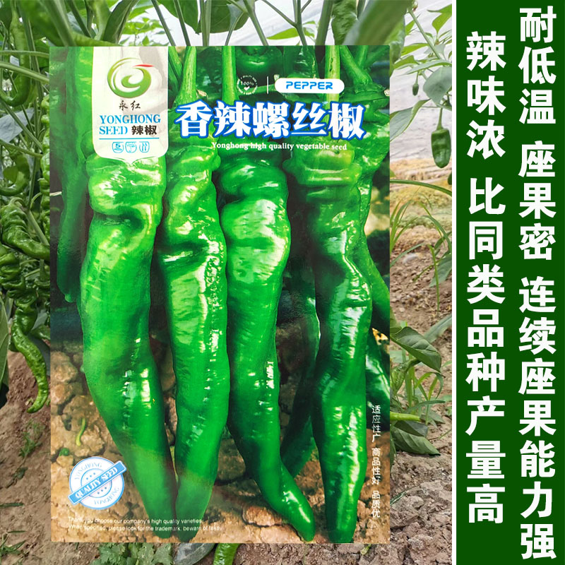 香辣螺丝椒辣椒种子香辣特大巨型陇椒籽春季耐低温四季高产辣椒