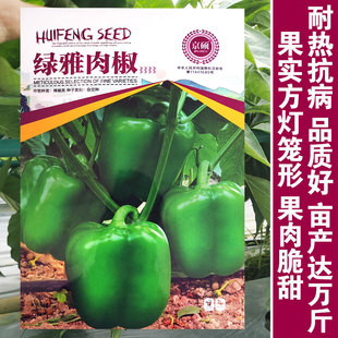 肉椒种子高产甜椒种子籽苗子圆椒青椒太空椒柿子椒四季蔬菜种孑