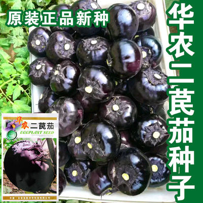 种子特大耐盐碱高产四季圆茄