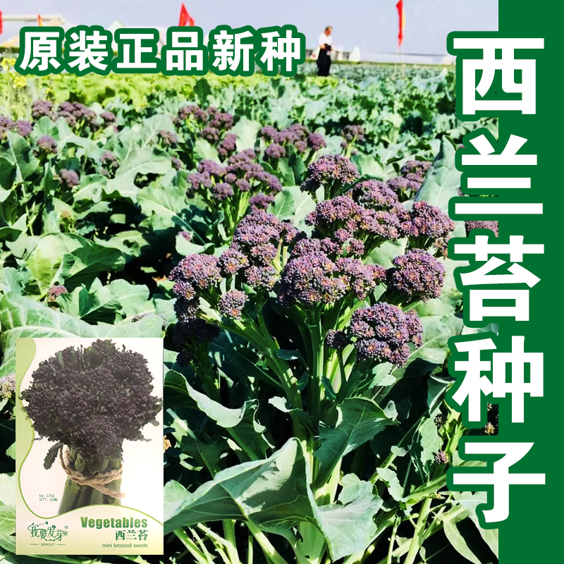 蔬菜紫花西兰苔四季盆栽芥蓝