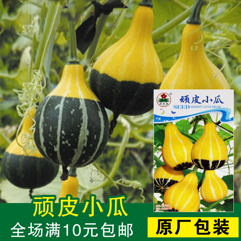 顽皮小瓜蔬菜春季小南瓜葫芦种子花卉种子观果结多超可爱阳台庭院