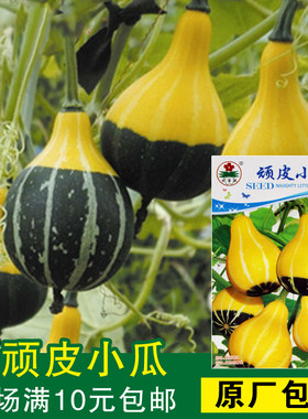 蔬菜顽皮春季葫芦花卉观果小瓜