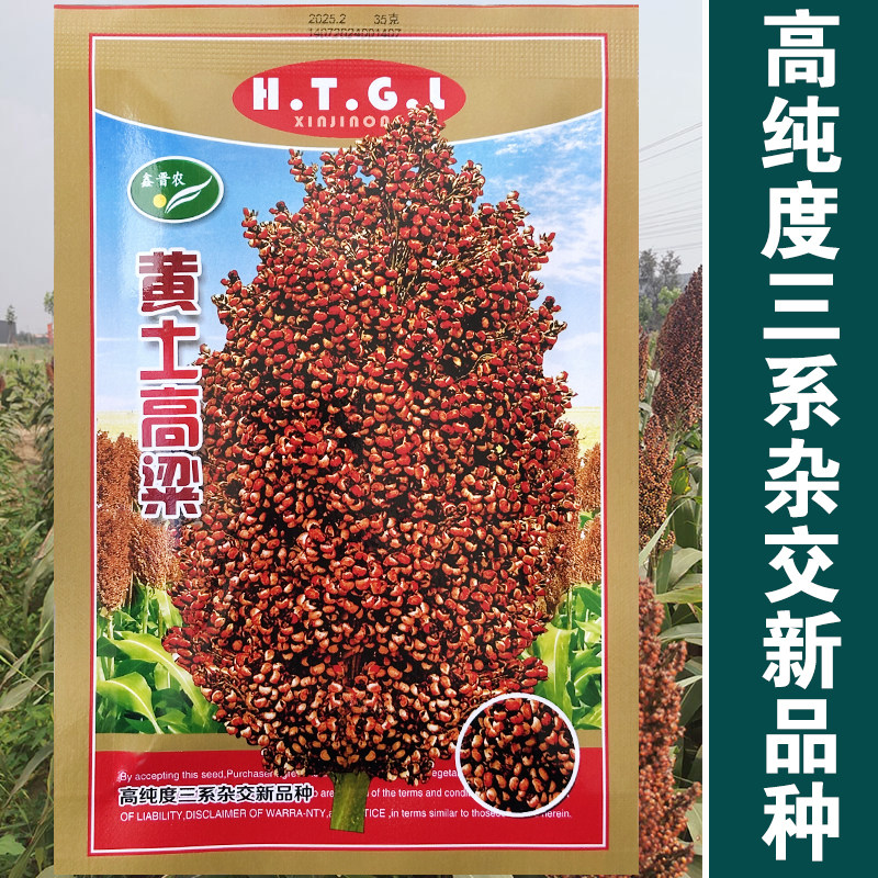黄土高粱种子芦栗北方甘蔗种子高产抗旱甜高粱种子高梁种子春季