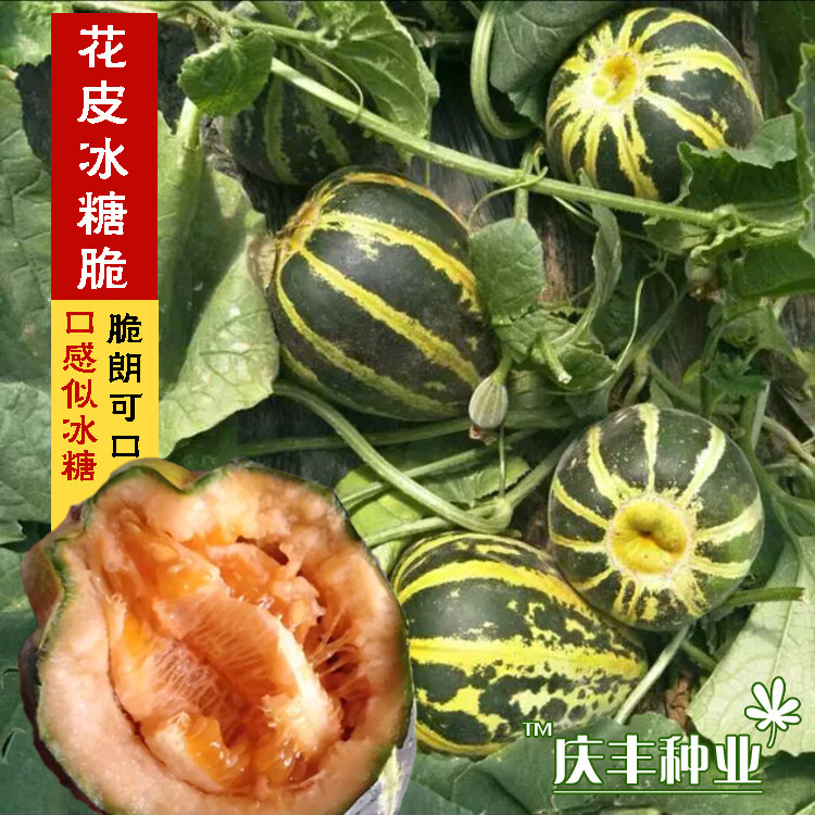 超甜冰糖子甜瓜种子 皮薄香酥 春季早熟香瓜种子四季特大高产高糖