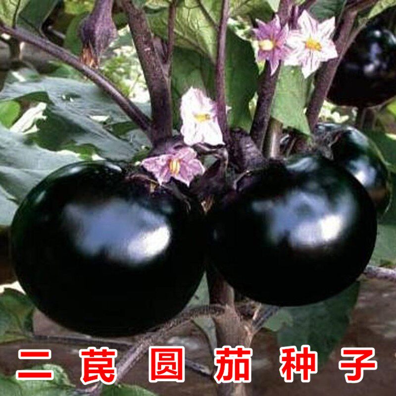 二苠茄茄子种子特大特黑耐盐碱耐高温茄子种籽圆茄高产四季孑春季