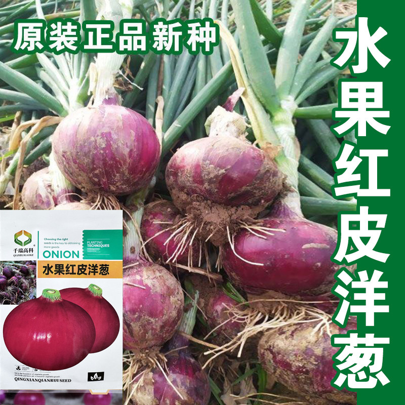 红皮洋葱种子紫皮洋葱种籽苗紫色圆葱秋季高产洋葱籽四季蔬菜种孑