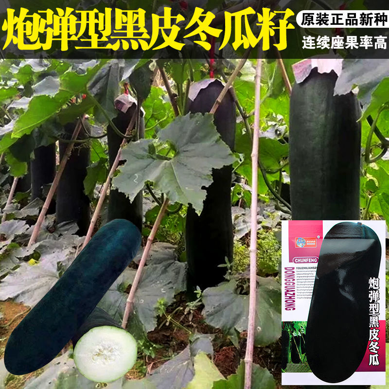 炮弹型黑皮冬瓜种子广东黑皮冬瓜种籽特大巨型春秋季蔬菜种孑高产