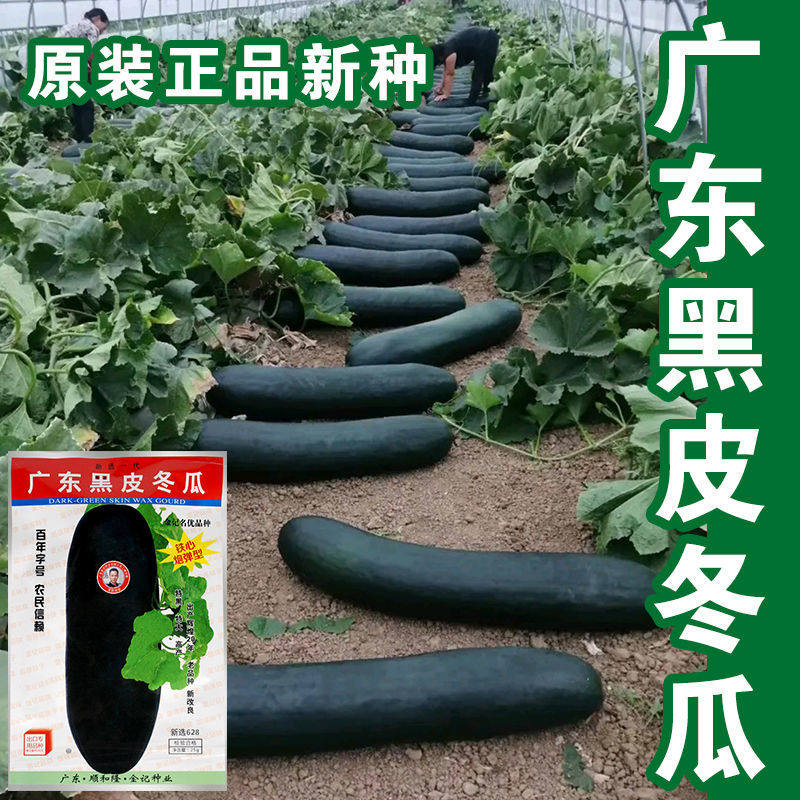 广东黑皮冬瓜种子高产特大巨型蔬菜种籽春秋季四季冬粉皮瓜种孑