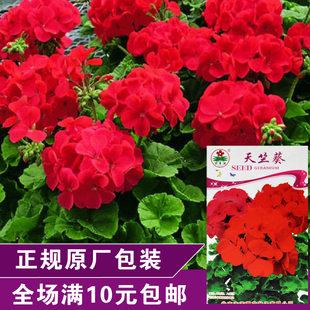 天竺葵绣球花种子 四季播多年生花卉四季耐旱盆栽易种花草多年生