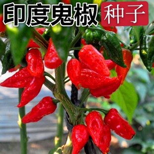 魔鬼辣椒种子印度鬼椒超辣的辣椒品种阳台庭院盆栽蔬菜籽四季种植