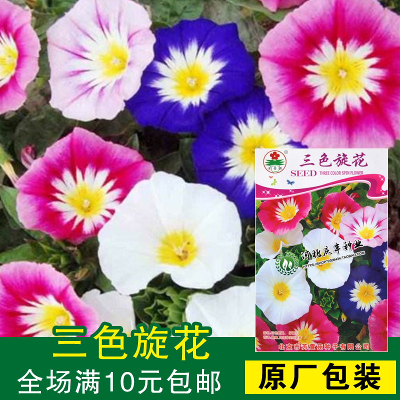 花种子 花卉种子  三色旋花  三色朝颜 彩旋花 矮性朝颜 10粒