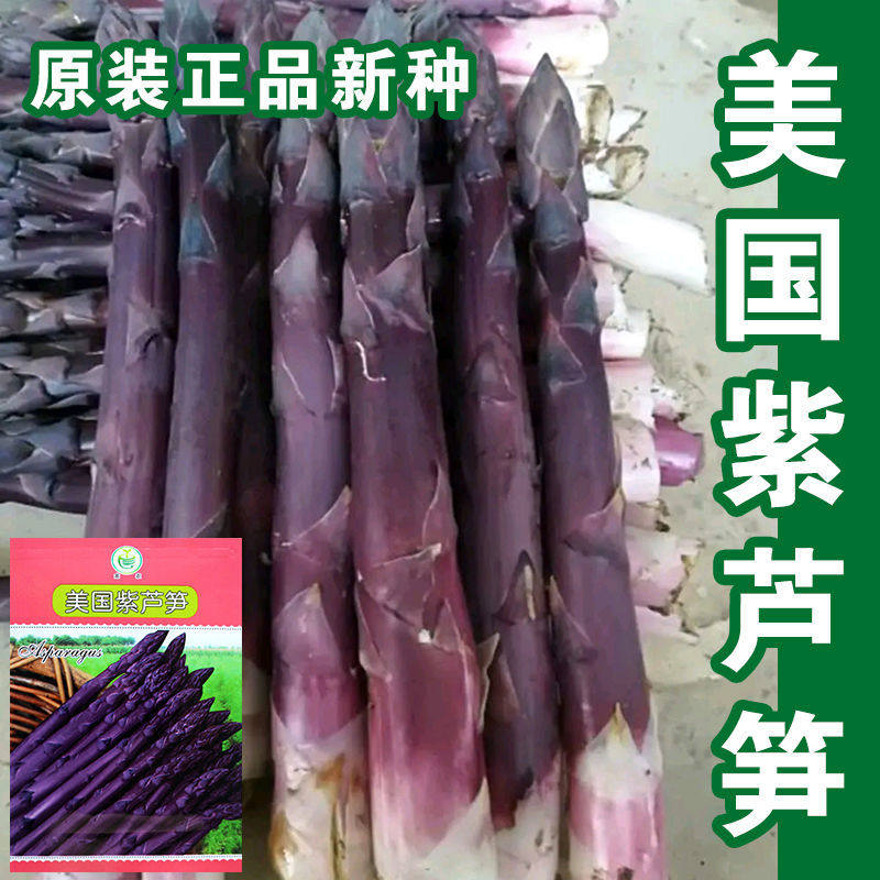 蔬菜盆栽阳台春季激情紫芦笋图片