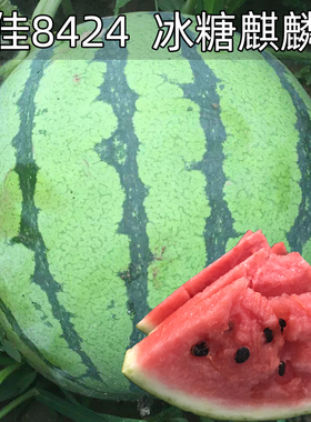 8424麒麟无籽西瓜种子籽特大高产巨型甜王南方小四季蔬菜水果种孑