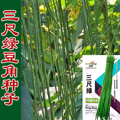 三尺绿豇豆春秋季高产