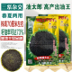 中字葵油太郎F1超级矮大头向日葵种子大弯头抗鸟啄榨油油葵种子籽
