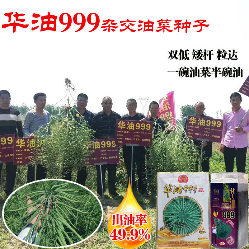 矮秆高出抗倒杂交油菜籽