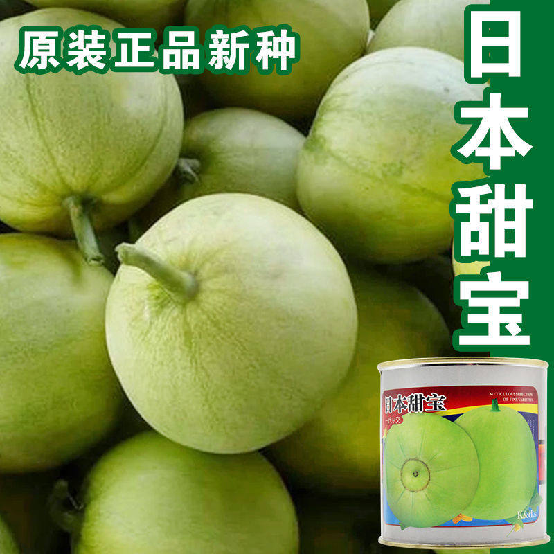 日本甜宝甜瓜种子春季特甜老品种 老香瓜特甜 大田基地用种四季种