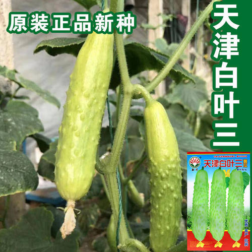 旱黄瓜种子白色水果黄瓜白丰老品种黄瓜种子高产优质皮薄肉厚早熟 - 封面
