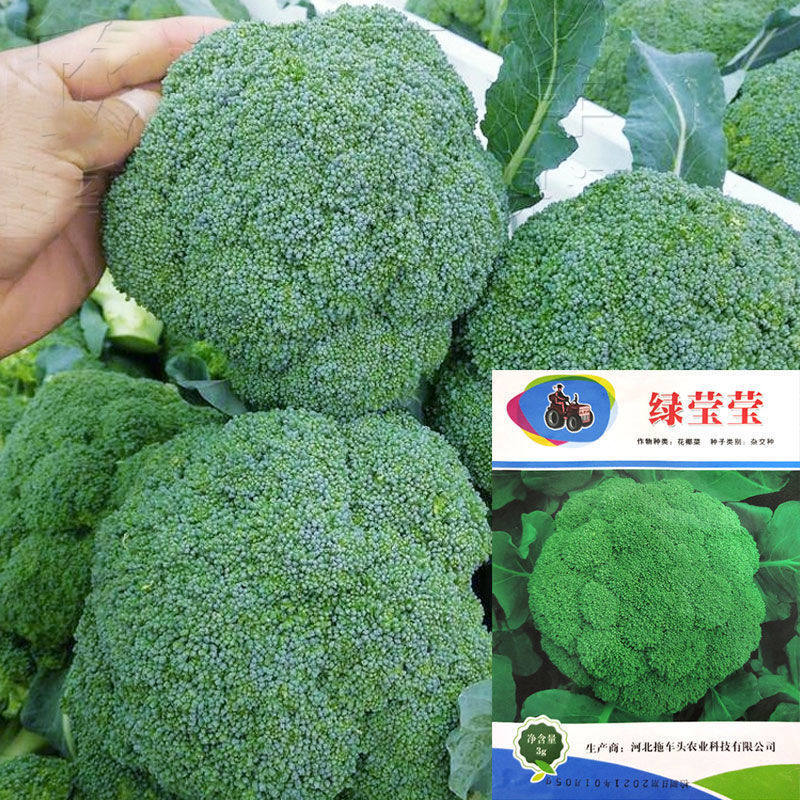 绿莹莹西兰花种籽青花椰菜种籽西蓝花四季春秋早熟高产蔬菜种孑