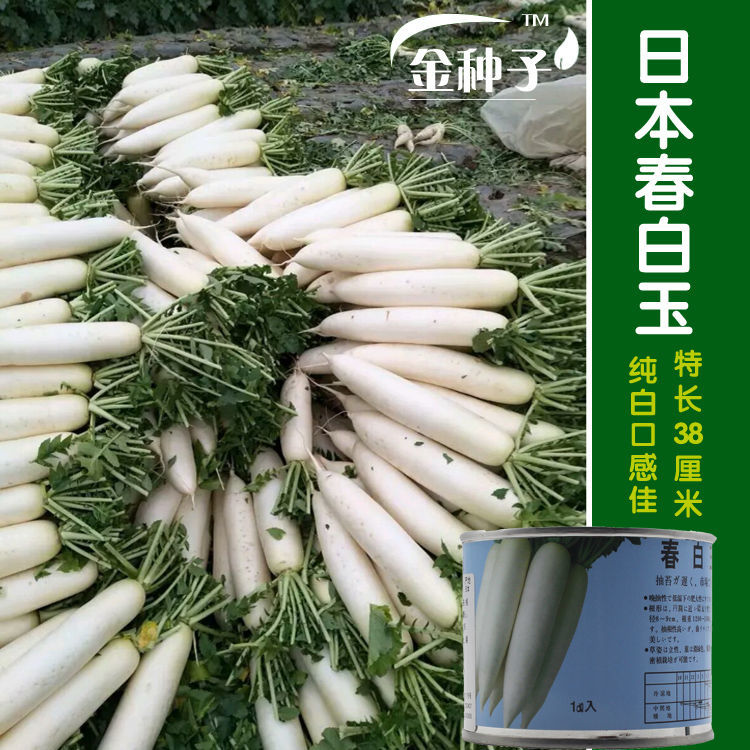 春白玉萝卜种子 水果萝卜特大 夏季秋季进口 冬季推荐R 日本引进