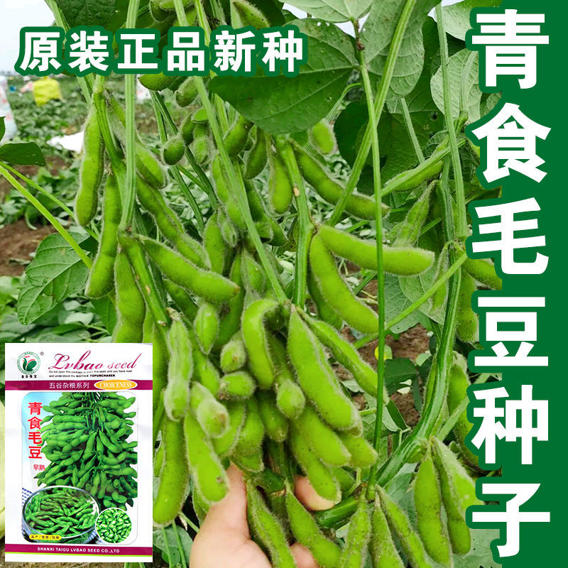 青食毛豆种子菜毛豆种籽早熟高产图片