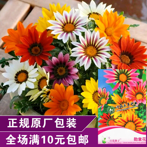 耐热勋章菊景观多年生花种子