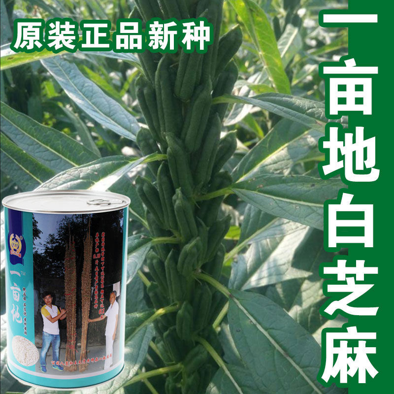 一亩地巨型芝麻种子可长三米高黑芝麻白芝麻种子大田用芝麻种孑