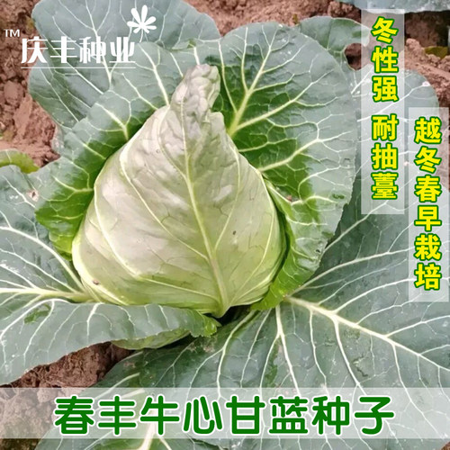春丰农民包菜高产抗病牛心甘蓝