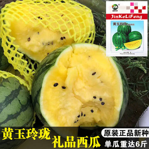 黄玉玲珑礼品西瓜种子黄金宝黄瓤西瓜薄皮早熟礼品小西瓜种籽高产 - 封面