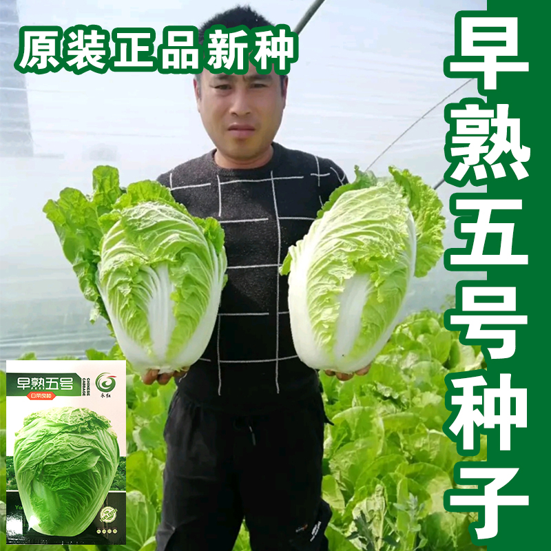 蔬菜5号秋季包头种籽孑大白菜