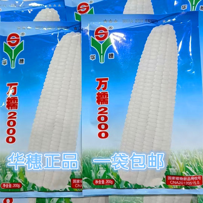 2025玉米种子中熟大棒佳糯性