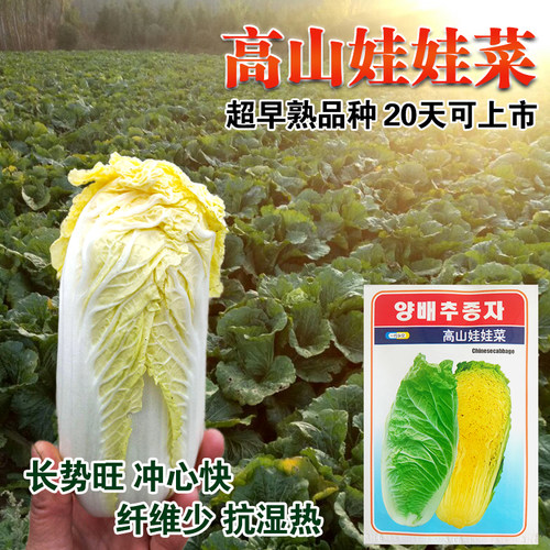 蔬菜高山黄心四季盆栽娃娃菜