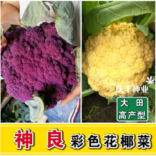 21年最新款种子花椰菜