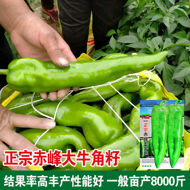 赤峰大牛角椒种子高产大果牛角椒种籽菜辣椒种子青椒籽蔬菜种孑