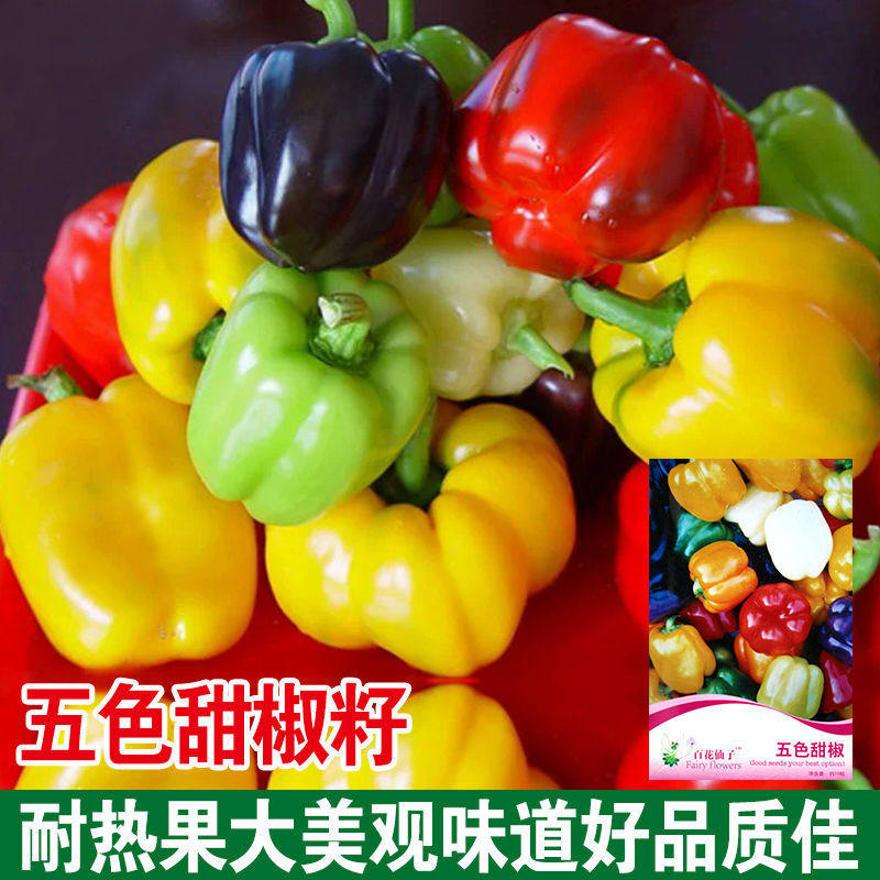 五彩甜椒种子五彩椒青椒灯笼椒彩色辣椒种籽柿子椒盆栽蔬菜种子孑