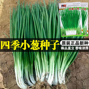 东北农家四季 菜籽阳台 小葱种子家庭阳台香葱蔬菜种业秋季 鲜菜春季