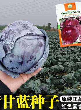 紫甘蓝大头菜冬季耐寒种子