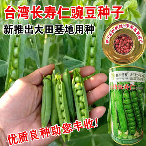 甜豆种子价格 甜豆种子图片 星期三