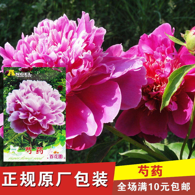 多年生芍药 花花卉种子 芳香花卉种子 四季种植 阳台盆栽