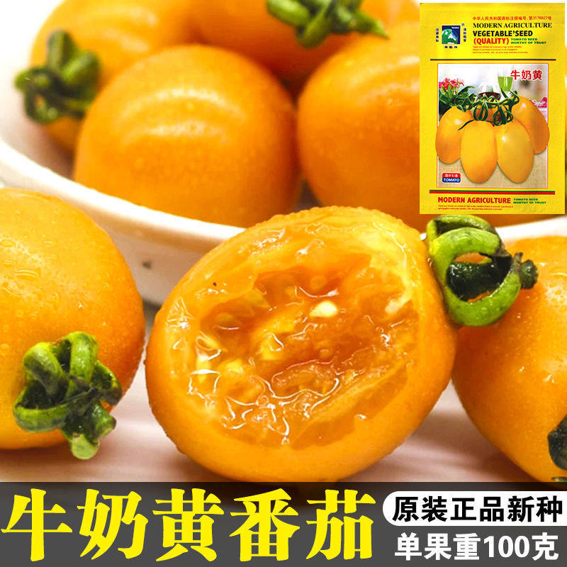 牛奶黄番茄种子黄圣女果小西红柿种子果肉厚高产阳台盆栽瓜果蔬菜