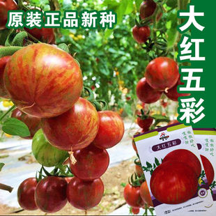 大红五彩番茄种子高产稳产五彩番茄种子圣女果春夏季播水果番茄