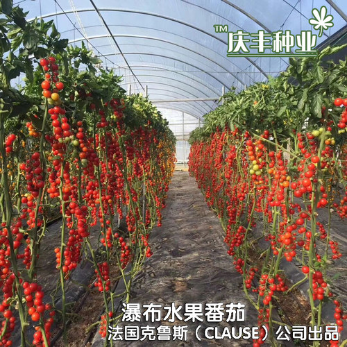 番茄种子圣女小西红柿苗千禧籽