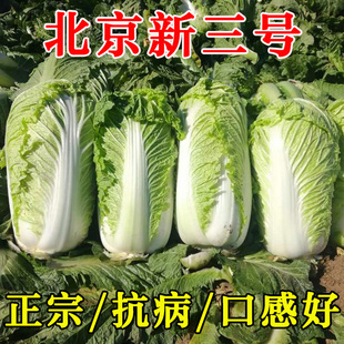 北京三号大白菜种子高产秋季 播种白菜种籽超大蔬菜种孑 四季 冬季