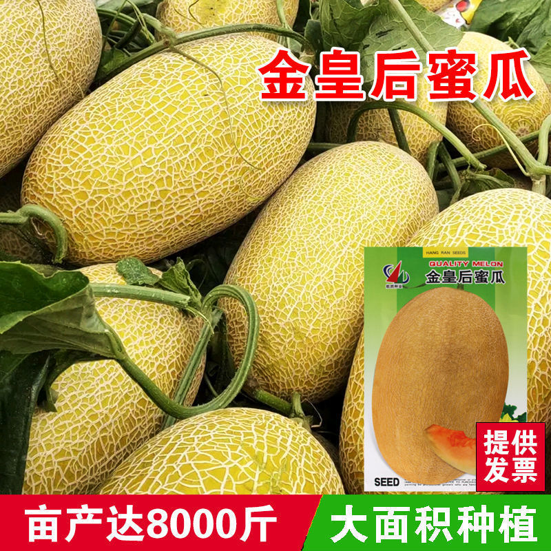 金皇后蜜瓜种子新疆哈密瓜种籽特大香味浓香瓜糖度高抗旱耐涝种孑