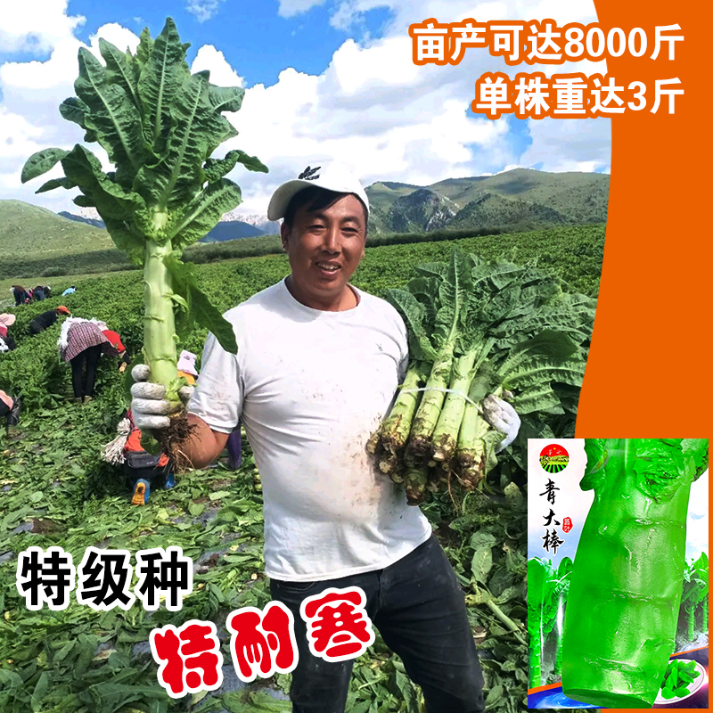 青大棒莴笋种子莴苣种籽特耐热圆叶香窝笋四川春秋四季蔬菜种孑