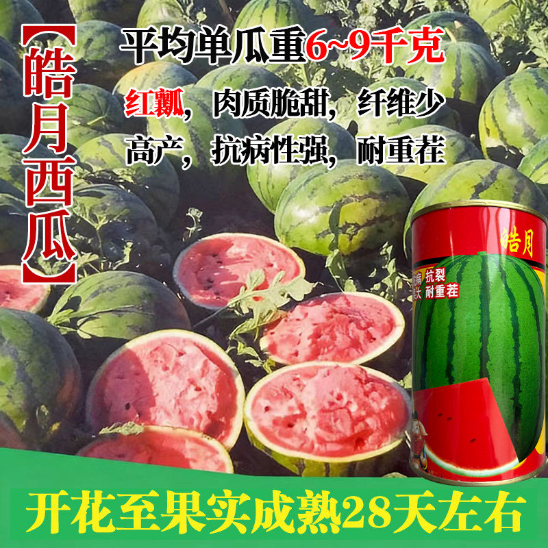 优质西瓜种子特甜皓月特大抗病杂交一代麒麟瓜大棚露地早春种植