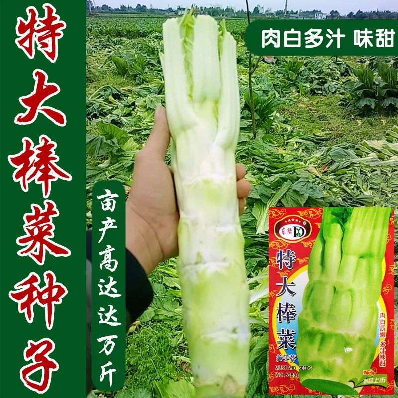 农家特大秋冬季耐寒笋子四川青菜图片