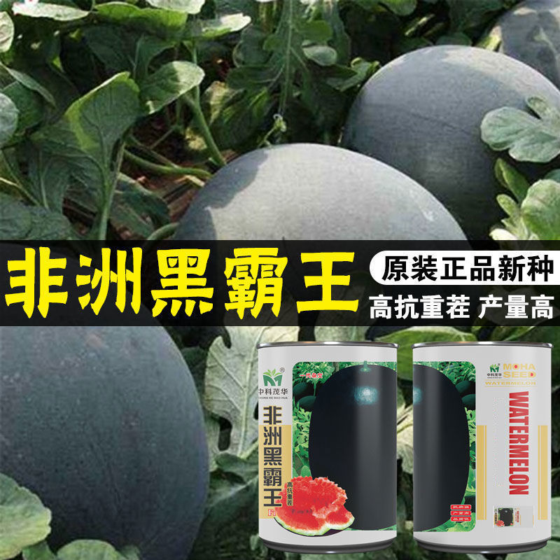 春夏季播种西瓜种子黑皮红壤非洲黑霸王特大高产超甜瓜果蔬菜种籽